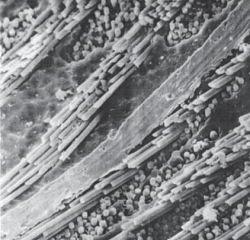 Электронная микрофотография поверхности сквозного отверстия МПП после плазмохимического травления (300-кратное увеличение)